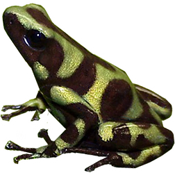 Hawaiian Auratus